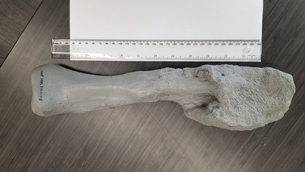 ▲科學家將尖角龍的腿骨化石跟骨癌病患的腿骨進行比對。（圖／路透）▲尖角龍屬的腿骨化石。（圖／路透）