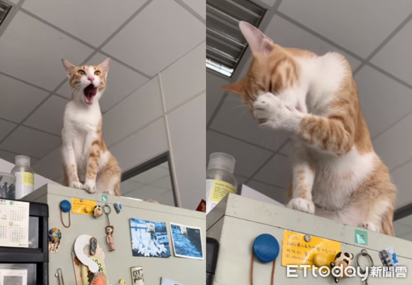 貓咪老闆邊洗澡邊監工。（圖／網友Grace Chenrace Chen提供）