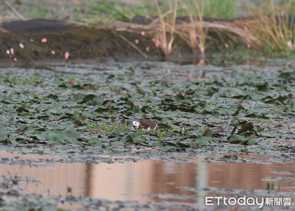 ▲2020年菱角鳥夏季繁殖調查，發現水雉族群數量穩定成長，數量達1141隻，相較去年增加了117隻。（圖／記者林悅翻攝，下同）