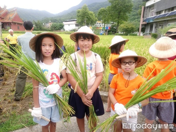 ▲ 金閃閃友善田園稻收割 金山學童食農教育體驗。（圖／新北市農業局提供）