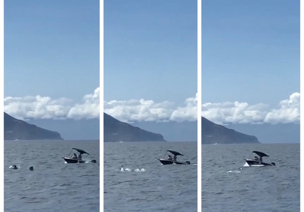 ▲▼宜蘭龜山島海域小艇衝撞驚擾鯨豚群。（圖／海保署）