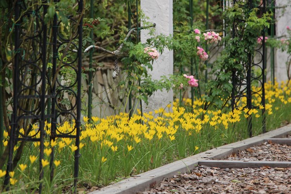 ▲▼士林官邸風雨蘭。（圖／台北市公園處提供）