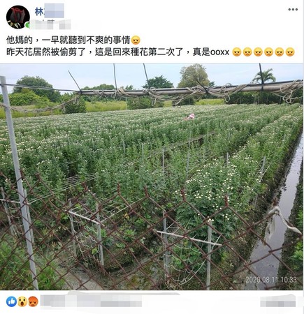 ▲林姓農民種植的菊花被採花賊偷割。（圖／翻攝自林姓農民臉書）