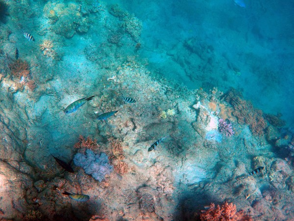 ▲ 海藻床逐漸被熱帶珊瑚礁群取代。（示意圖／翻攝自面費圖庫pixabay）