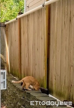 ▲鄰居裝移動「監視器」對她後院！　貓媳婦翻牆找媽寶。（圖／網友Ellen N Dylan提供，請勿隨意翻拍，以免侵權。）