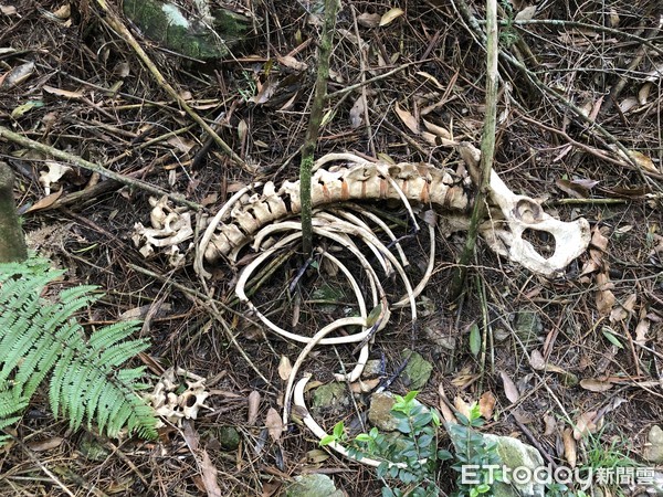 ▲瘋狂山老鼠獵殺黑熊吃光光…恐怖骨骸獨缺頭與掌　他：頭太重所以丟了。（圖／記者陳凱力翻攝）