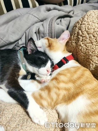 ▲▼兄弟倆小時候常抱在一起睡。（圖／飼主JanJan Liu提供）