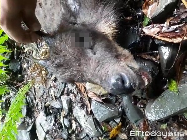 ▲不止台灣黑熊！保育類長鬃山羊無辜路過　山老鼠也開槍打死吃掉牠。（圖／記者陳凱力翻攝）