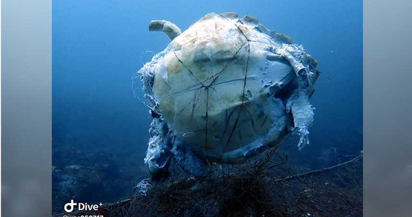 海龜被廢棄刺網纏住，破碎屍體在海底漂盪。（圖／翻攝自行走的故事詩/yanwu臉書）