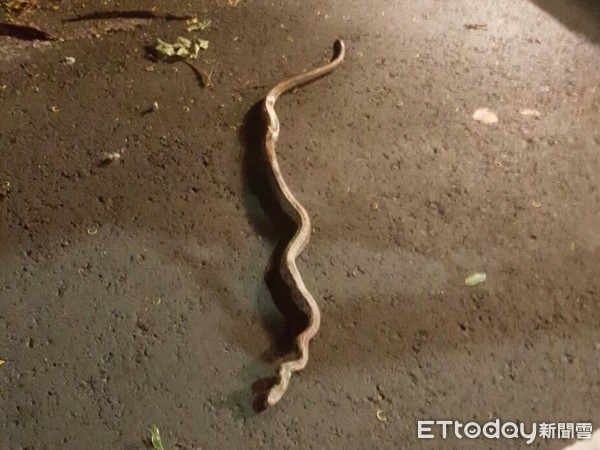 ▲▼1.5公尺蛇爬電線桿造成大停電。（圖／記者翁伊森翻攝）