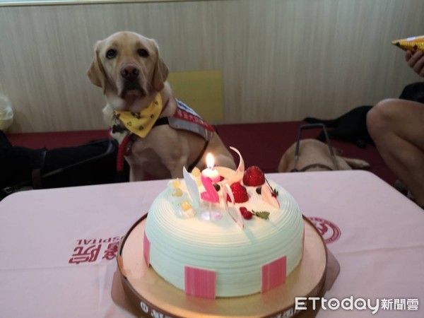 ▲彰基為導盲犬Arthur慶祝2歲生日 。（圖／記者唐詠絮攝）