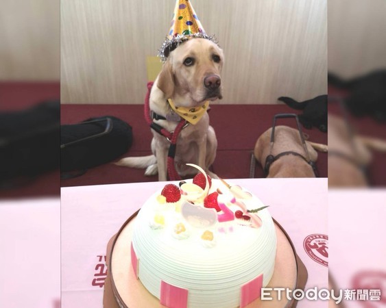 ▲彰基為導盲犬Arthur慶祝2歲生日 。（圖／記者唐詠絮攝）