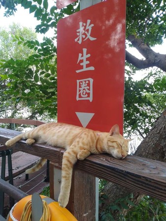 ▲▼救生圈告示牌指著一隻睡翻橘貓。（圖／有點毛毛的／網友許世松提供）