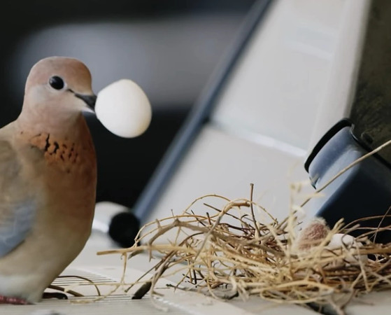 ▲▼班鳩在哈曼丹王子車上築巢。（圖／翻攝自Instagram/faz3）