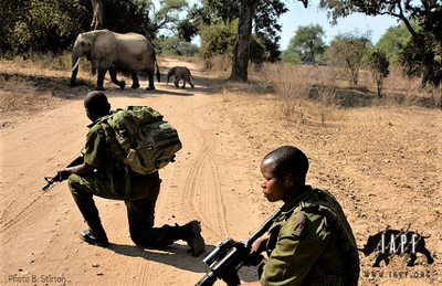性侵被害者變鐵血戰士！非洲最強護林隊剿滅盜獵集團　成員全是受暴女性