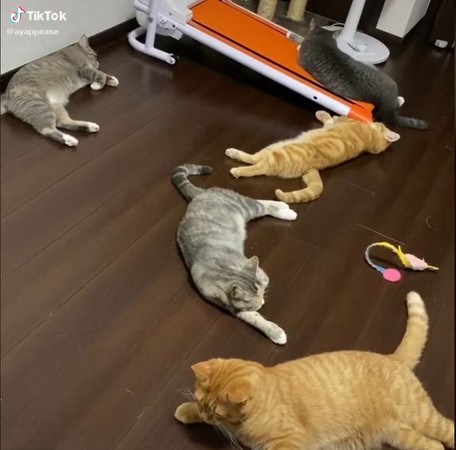 ▲5隻貓都在熟睡中。（圖／翻攝自抖音帳號@ayappease）