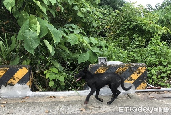 ▲▼高雄澄清湖驚見捕獸夾斷掌狗。（圖／台灣動物緊急救援小組提供）