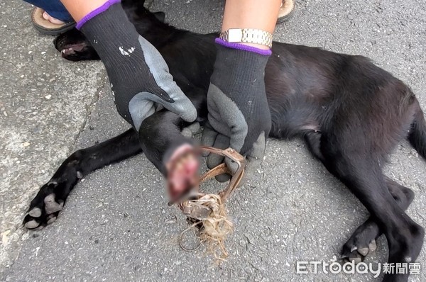 ▲▼高雄澄清湖驚見捕獸夾斷掌狗。（圖／台灣動物緊急救援小組提供）