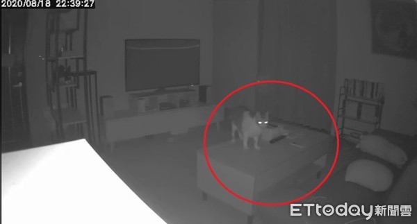 ▲貓盯著「詭異白影」飄過去！主人看完監視器「眼水狂流」：牠回來了。（圖／網友Kane Lau提供，請勿隨意翻拍，以免侵權。）
