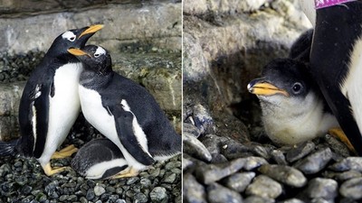 蕾絲邊企鵝伴侶領養蛋　孵出小鵝寶一起當媽　西班牙館方感動見證