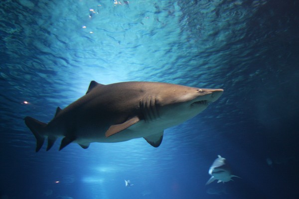 ▲鯊魚自家海域漫遊遇人戲水遭恐嚇。（示意圖／取自免費圖庫Pixabay）
