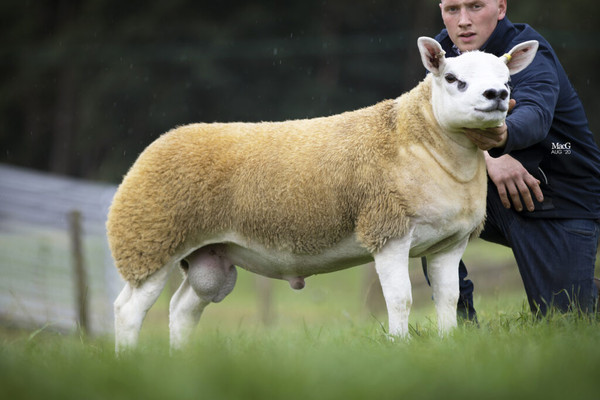 ▲▼特克賽爾羊。（圖／翻攝自Texel Sheep Society）