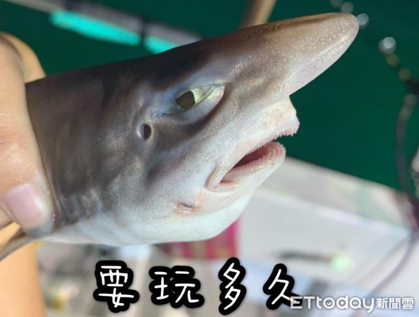 ▲看鯊小！鯊魚寶寶被捕上岸「白眼瞪人」，7張表情包笑爆網友。（圖／網友阿梅 Yu Lee提供，請勿隨意翻拍，以免侵權。）