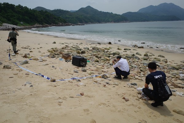 香港寵物走私被扔進海裡沖上岸。（圖／翻攝自香港愛護動物協會）
