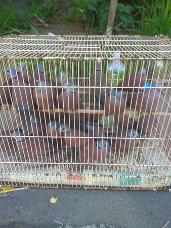 ▲▼非法擺攤賣鳥！　60隻紅鳩「被塞進小鐵籠」。（圖／新北市動保處提供）