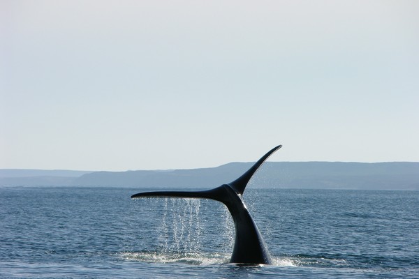 ▲鯨魚現身雪梨近岸。（示意圖／取自免費圖庫Pixabay）