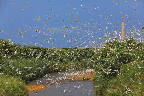 ▲ 萬隻白鷺鷥振翅過境北海岸　生態攝影師：今年數量最多。（圖／生態攝影師黃文權授權提供）