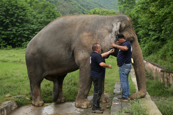 ▲▼「全世界最孤獨的大象」卡萬終於能離開被獨自囚禁超過35年的動物園。（圖／路透）