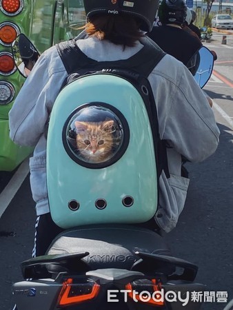 ▲網友停紅燈時被前車的貓咪吸引。（圖／網友Jeanie Huang提供）