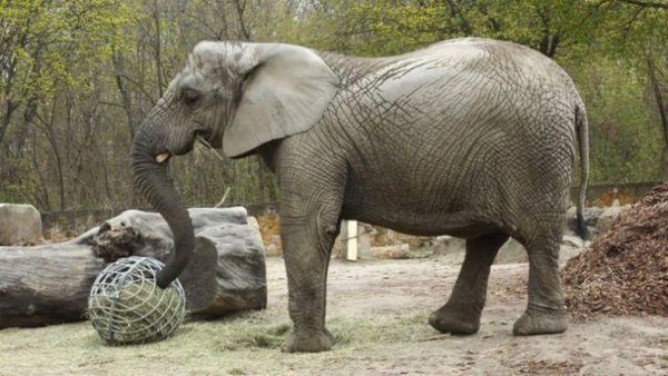 象群失去長者悲慟不已，動物園決定在他們的飲食中添加醫用大麻，緩解壓力。（翻攝華沙動物園臉書）