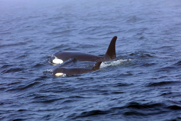 ▲「塔勒奎」今年再度產下一隻健康又有活力的幼鯨，重拾母親身分。（示意圖／達志影像／美聯社）