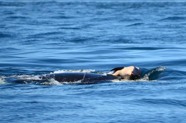 ▲▲「塔勒奎」今年產出健康又有活力的幼鯨，重拾母親身分。（圖／翻攝自臉書粉專「Center for Whale Research」）            