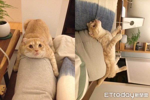 ▲貓咪沙發抱太久「定型」了。（圖／飼主Jacob Peng提供）