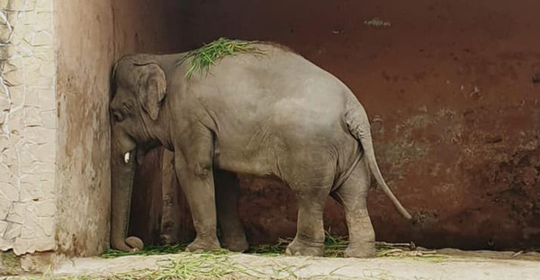 巴基斯坦一頭名叫卡凡的大象，被稱為世界上最孤獨的大象。（翻攝自Free Kaavan the Elephant粉絲專頁）