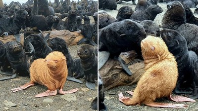 俄海岸驚現「黃金海豹」　罹白化症遭黑毛排擠　網暖聲援：你最勇敢
