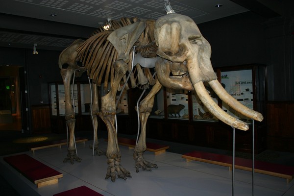 ▲woolly mammoth,猛瑪象。（圖／取自免費圖庫pixabay）