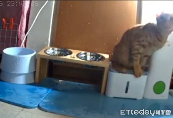 小橘貓在飲水機上廁所。（圖／飼主丁心雲提供）