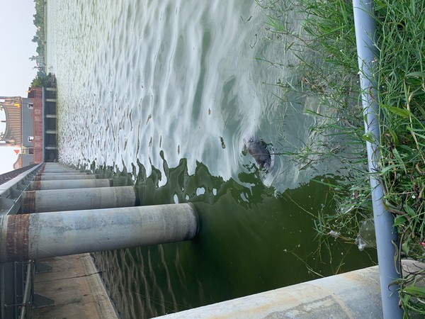 ▲金門雙鯉湖橋下發現保育類動物歐亞水獺死亡       。（圖／記者林名揚翻攝）