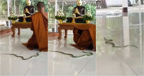 有青蛇闖入誦經的佛寺中，卻讓人看到驚喜的一幕。（圖／翻攝自ຂ່າວທັນໃຈ臉書）