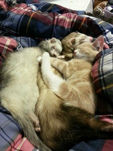 當貓咪遇上雪貂，抱抱睡覺簡直太可愛
