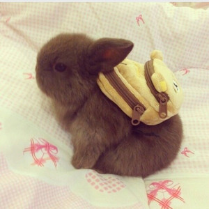 給我超萌的兔兔背包包，潮口哀der～