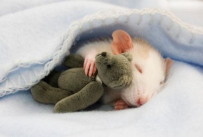 抱布偶睡覺的鼠鼠，萌到好想親下去！