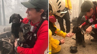 加州野火救出「最毛生還者」　救難隊心疼送醫尋主：全身黑嘛嘛