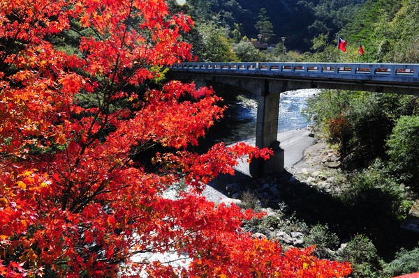 ▲武陵農場賞楓,武陵農場楓葉,武陵農場紅葉。（圖／武陵富野渡假村提供）