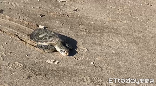 ▲海巡署第6岸巡隊會同海生館等單位野放綠蠵龜重回大海             。（圖／第6岸巡隊提供）