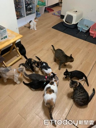 ▲貓奴家中有14隻貓咪。（圖／飼主阿福提供）